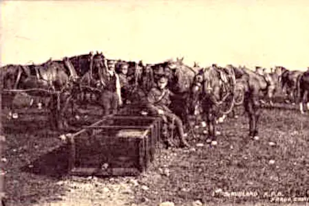 Horses of 1 South Midland Brigade